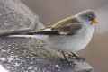 Снежный воробей фото (Montifringilla nivalis) - изображение №2819 onbird.ru.<br>Источник: www.birdforum.net